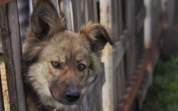 Жители пригородного села Бурятии возмущены строительством приюта для бездомных собак