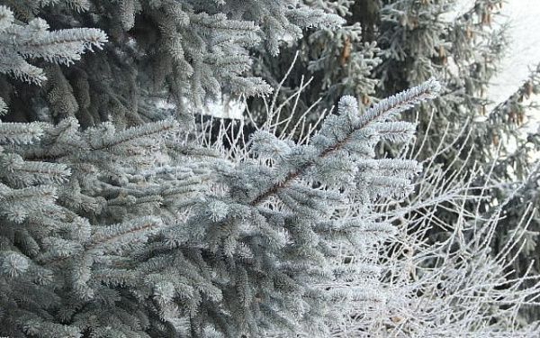 Аномально холодная погода продержится в Бурятии до начала февраля