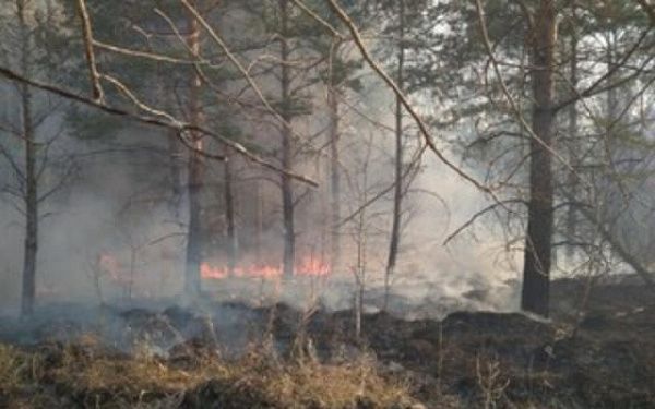 В Бурятии за сутки возник лесной пожар