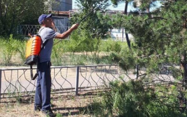 В Улан-Удэ остановили нашествие вредителей на деревья и кустарники