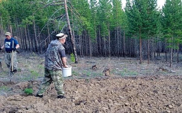 В охотхозяйствах Бурятии сеют овес и рапс для диких животных 
