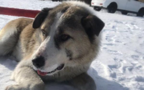 В Улан-Удэ и пригороде за день отловили 27 бездомных собак