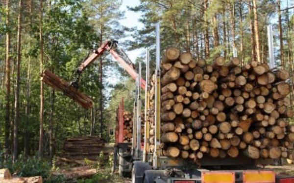 Ущерб от незаконных рубок леса сократился в семь раз в Бурятии