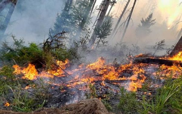 В районе Бурятии тушат лесной пожар