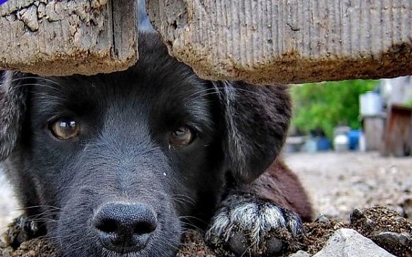 Собаки продолжают терроризировать села Прибайкальского района Бурятии