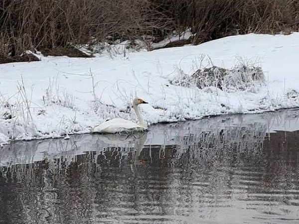Лебедь на Цайдамских озёрах нуждается в помощи