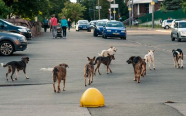 В микрорайоне Улан-Удэ пройдет рейд по отлову собак