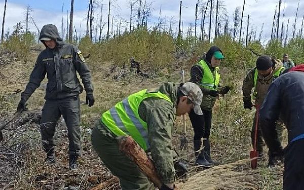 Волонтеры в Бурятии высадили лес в заказнике