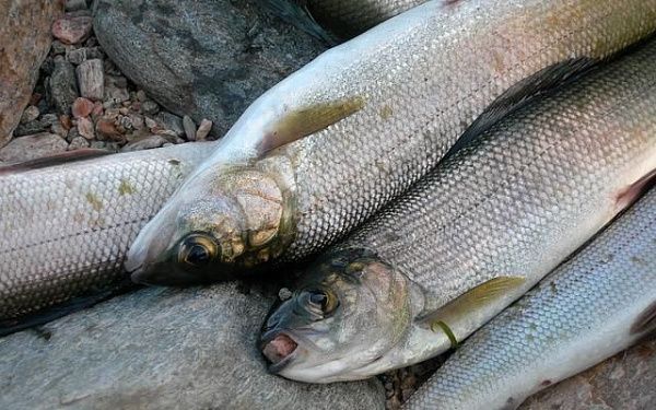 За незаконный вылов рыбы полицейскими задержаны жители республики