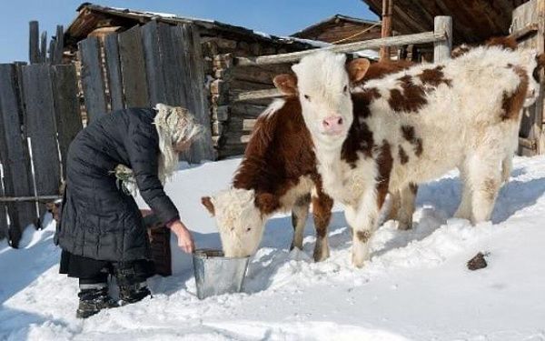  В Монголии погибло более полумиллиона голов скота