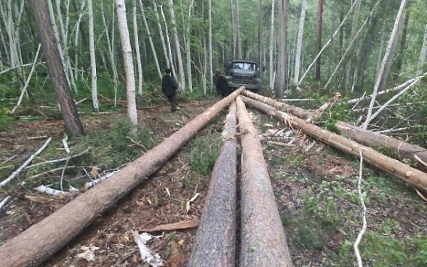 В Заиграевском районе Бурятии полицейские и лесничие с поличным задержали двух братьев, подозреваемых в незаконных рубках леса в особо крупном размере
