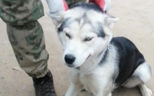 В Улан-Удэ отловили четырех бродячих собак
