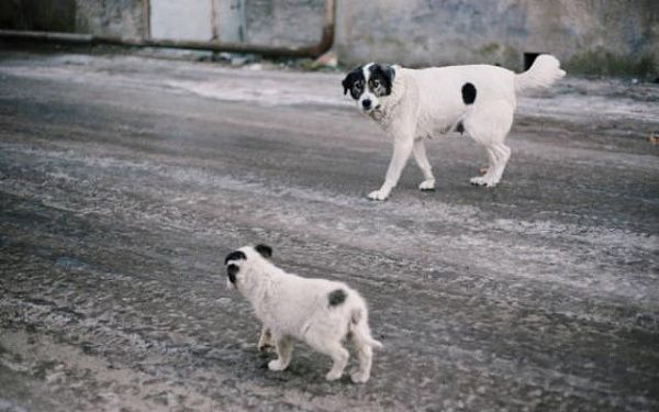В двух микрорайонах Улан-Удэ комиссия проверит содержание домашних собак