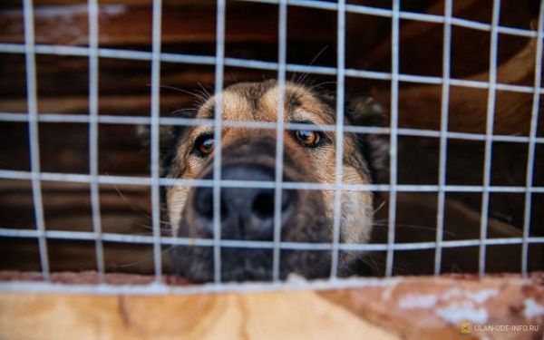 Более 200 собак из приюта ищут своих хозяев