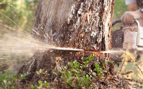 В Бурятии за неделю выявили 8 незаконных рубок деревьев