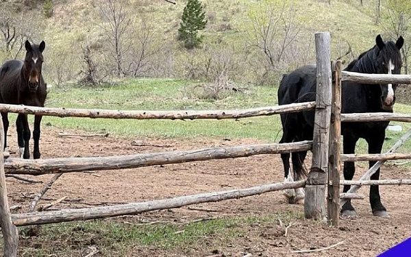 В ещё одном районе Бурятии у лошадей обнаружили лептоспироз