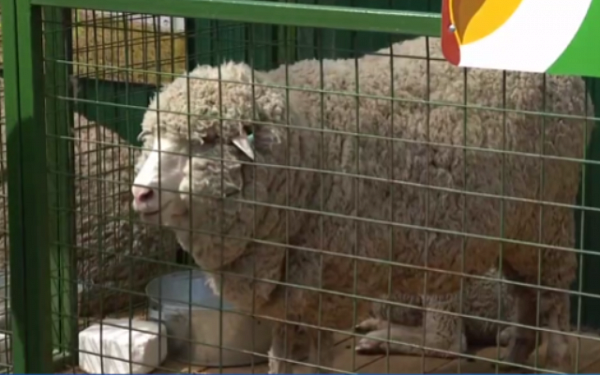 Всероссийская выставка племенных овец и коз открылась в Чите 
