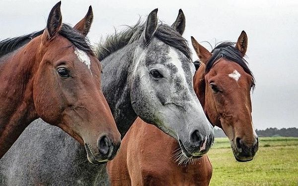В баргузинском селе Улюкчикан создают конный клуб