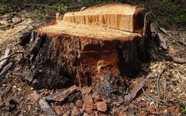 В Бурятии лесозаготовитель получил год условно за лишние деревья