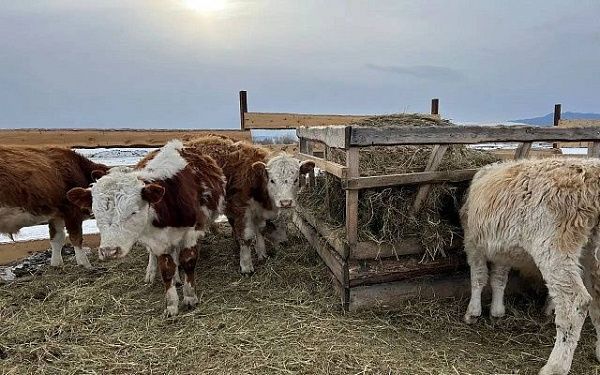 В Бурятии ввели субсидии на перевозку кормов для скота