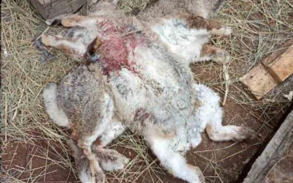 В бурятском городе задавили кроликов, но не съели