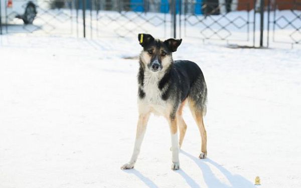 В мкр. Забайкальский за два дня количество отловленных собак уменьшилось в три раза