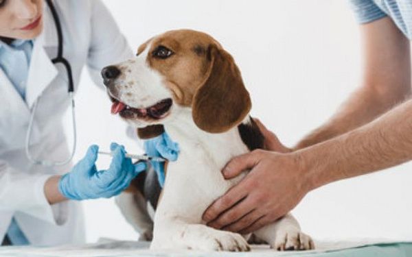 В Улан-Удэ 400 собак вакцинировали против бешенства 