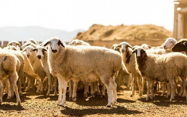 Для развития овцеводства в Бурятии разработали новую меру поддержки