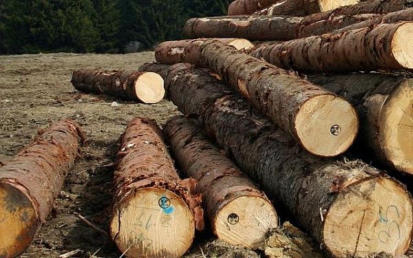 В Бурятии чиновницу осудили за незаконную рубку леса в особо крупном размере