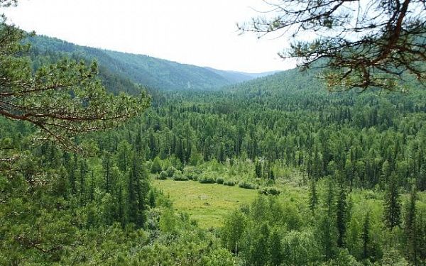 Свыше 630 гектаров гарей и пустырей в Заиграевском лесничестве нуждаются в лесовосстановлении