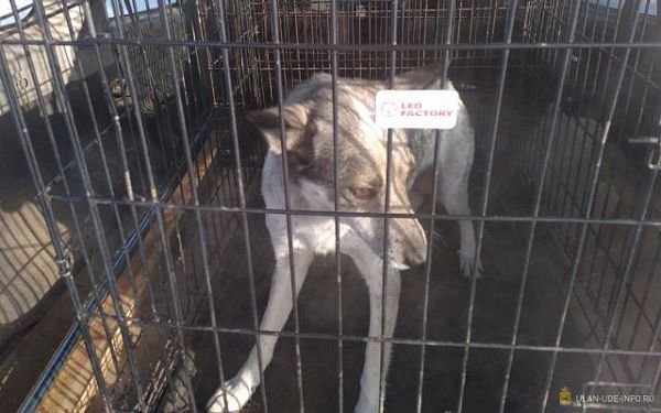 В Улан-Удэ начат отлов агрессивных «биркованных» собак