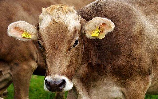 Жители Курумканского и Баргузинского районов смогут сдавать скот по приемлемой цене