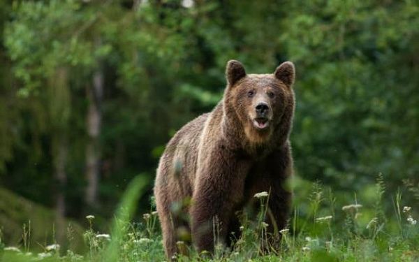 На севере Бурятии отстрелили двухгодовалого медведя