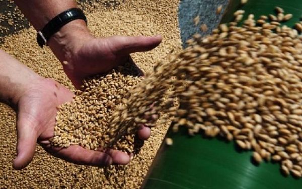 В Бурятии аграрии посадили 28,8 тысяч тонн семян зерновых