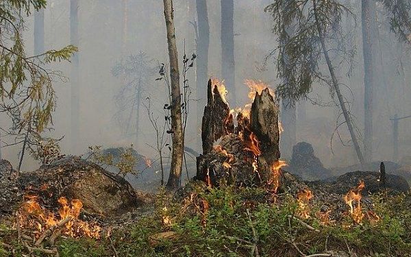 В Бурятии создадут новый авиаотряд для борьбы с лесными пожарами