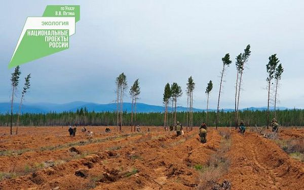 В Заиграевском районе восстановили лес