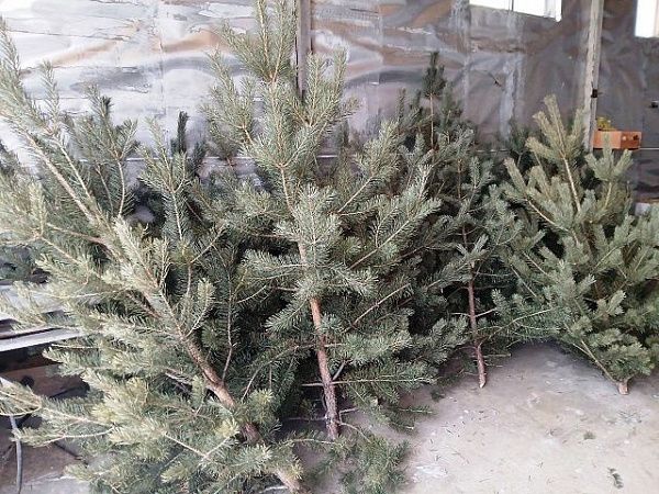 В Бурятии проведены первые досмотры новогодних деревьев