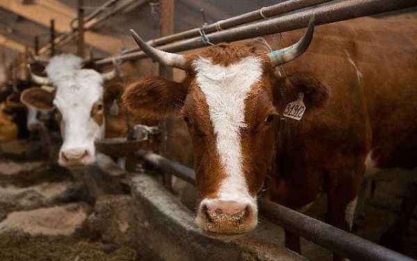 Молочный комплекс «Рубин» занял 1 е место в Бурятии среди сельхозпредприятий республики