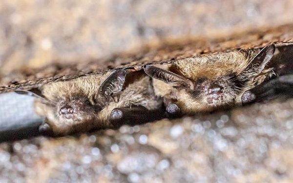 Три новых вида клещей нашли на летучих мышах, обитающих в Бурятии