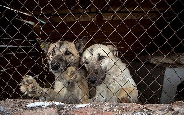 Жители Бурятии пожаловались на приют для безнадзорных животных