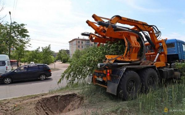 В Улан-Удэ высадят 120 деревьев-крупномеров