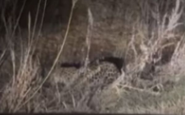 В Приморском крае был снят на видео редчайший дальневосточный леопард