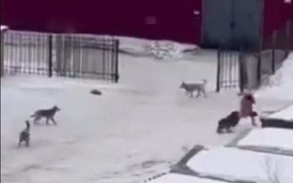 В Улан-Удэ отловили трёх собак из стаи, напавших на женщину